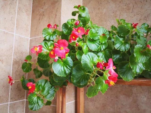 君子兰正确浇水原则（君子兰浇水有讲究）(10)