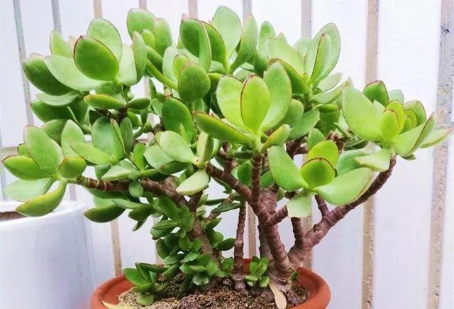 君子兰正确浇水原则（君子兰浇水有讲究）(27)