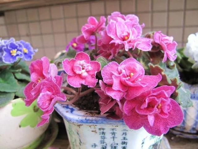 君子兰正确浇水原则（君子兰浇水有讲究）(24)