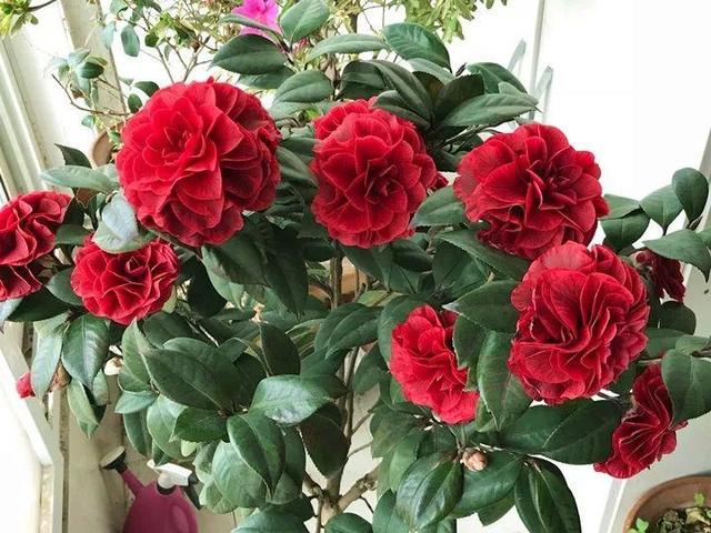 君子兰正确浇水原则（君子兰浇水有讲究）(22)