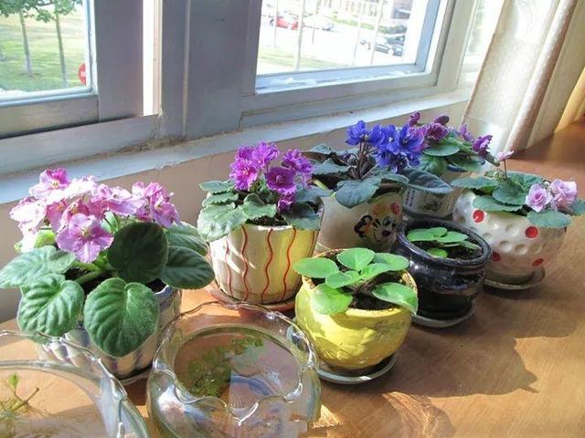 君子兰正确浇水原则（君子兰浇水有讲究）(25)