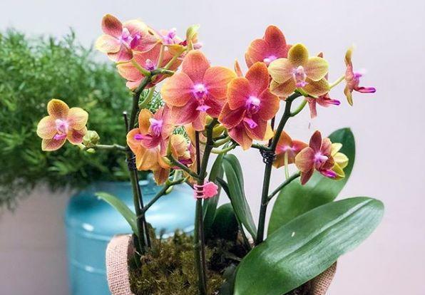 君子兰正确浇水原则（君子兰浇水有讲究）(13)