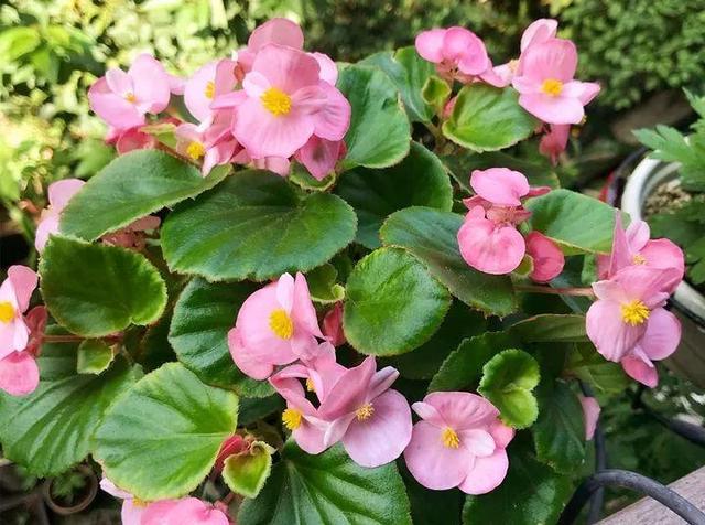 君子兰正确浇水原则（君子兰浇水有讲究）(9)