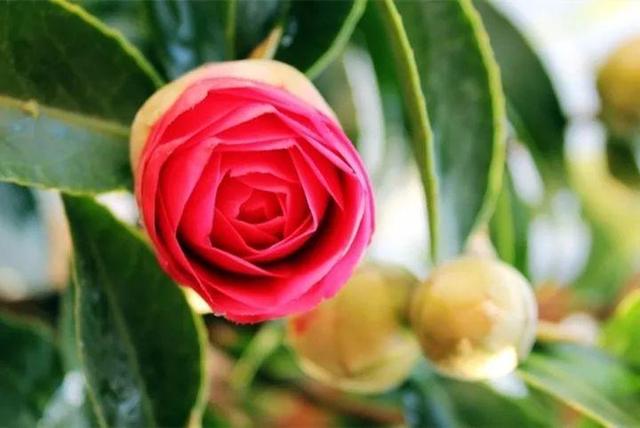 君子兰正确浇水原则（君子兰浇水有讲究）(21)