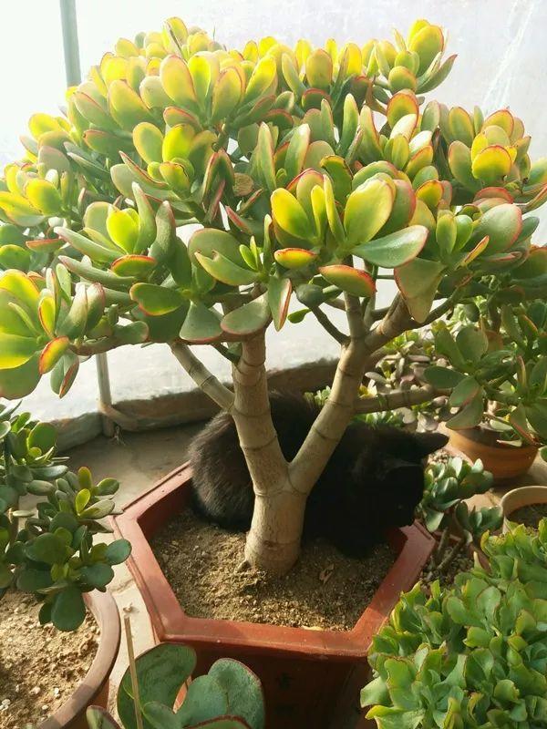 君子兰正确浇水原则（君子兰浇水有讲究）(28)