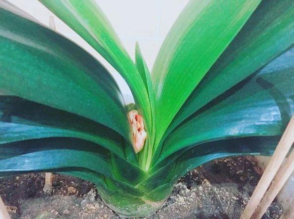 君子兰正确浇水原则（君子兰浇水有讲究）(6)