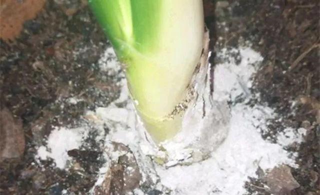 君子兰正确浇水原则（君子兰浇水有讲究）(7)