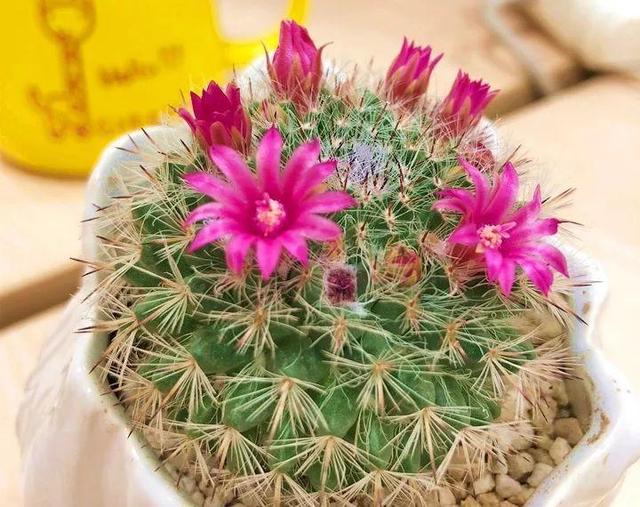 君子兰正确浇水原则（君子兰浇水有讲究）(33)