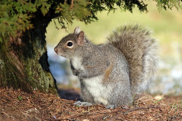 欧美人类幼崽成长记(加拿大鼠辈萌即正义)(3)