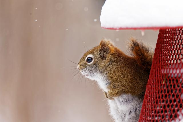 欧美人类幼崽成长记(加拿大鼠辈萌即正义)(9)