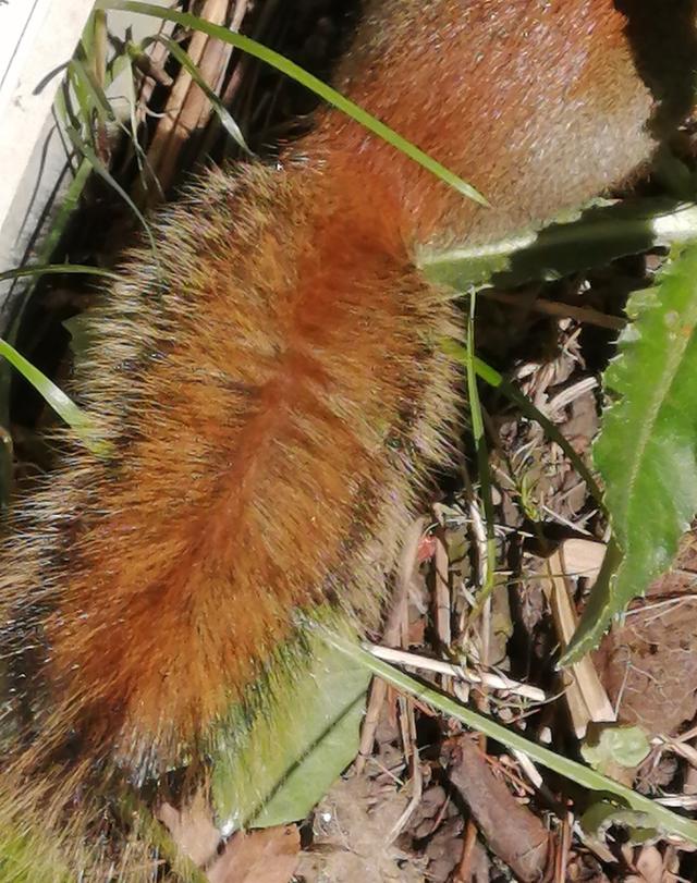 欧美人类幼崽成长记(加拿大鼠辈萌即正义)(16)