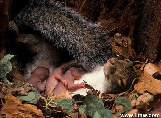 欧美人类幼崽成长记(加拿大鼠辈萌即正义)(14)