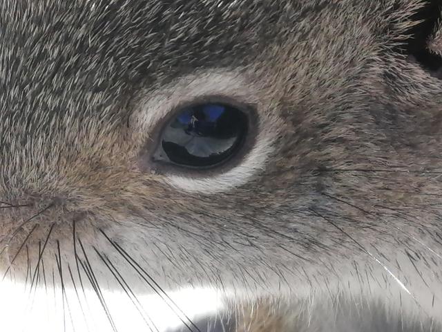 欧美人类幼崽成长记(加拿大鼠辈萌即正义)(17)