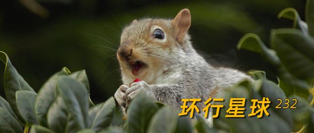 欧美人类幼崽成长记(加拿大鼠辈萌即正义)(1)