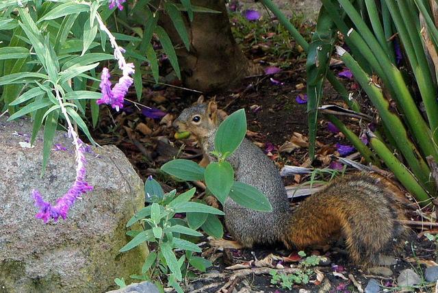 欧美人类幼崽成长记(加拿大鼠辈萌即正义)(4)