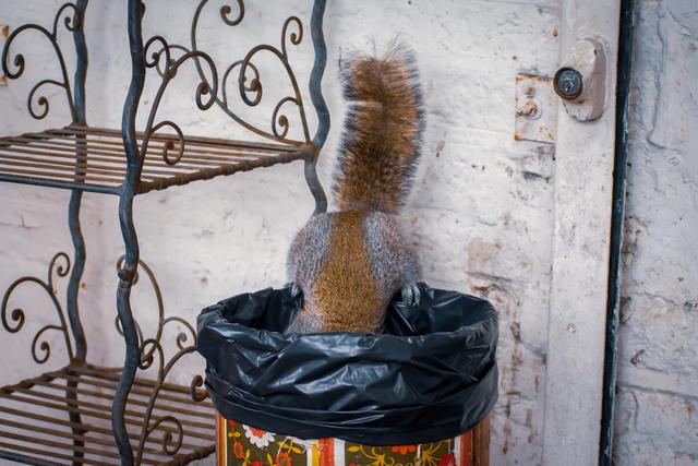 欧美人类幼崽成长记(加拿大鼠辈萌即正义)(5)