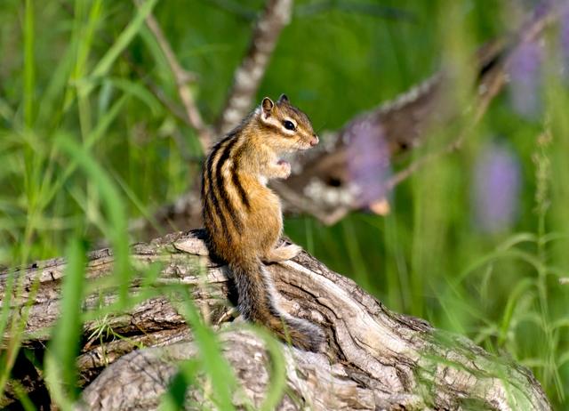欧美人类幼崽成长记(加拿大鼠辈萌即正义)(10)