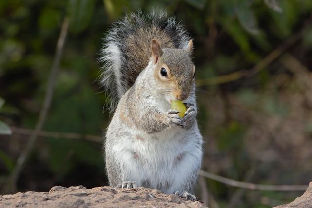 欧美人类幼崽成长记(加拿大鼠辈萌即正义)(20)