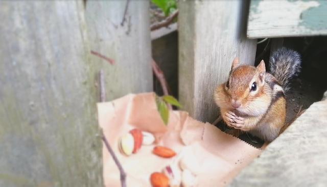 欧美人类幼崽成长记(加拿大鼠辈萌即正义)(19)