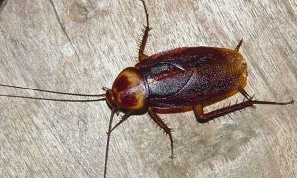 蟑螂是怎么出现在家里的,蟑螂是怎么出现在家里的图1