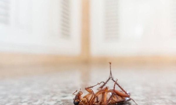 蟑螂是怎么出现在家里的,蟑螂是怎么出现在家里的图4