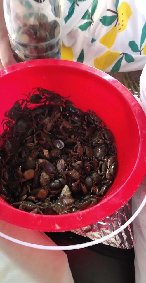 海边石头下的小螃蟹吃什么