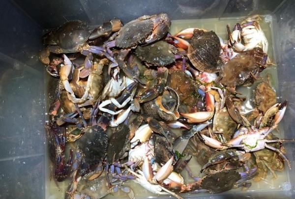 海边抓的小螃蟹可以吃,海边石头下的小螃蟹吃什么图3