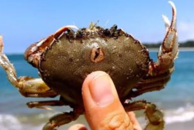 海边抓的小螃蟹可以吃,海边石头下的小螃蟹吃什么图4