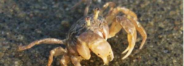 海边抓的小螃蟹可以吃,海边石头下的小螃蟹吃什么图2