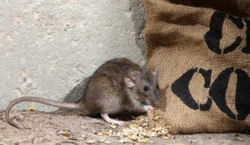 老鼠啃过的东西还能吃吗?