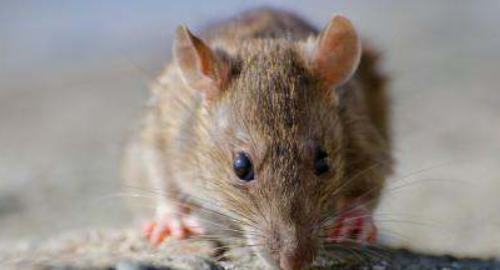 老鼠啃过的东西还能吃,老鼠啃过的东西还能吃吗?图4