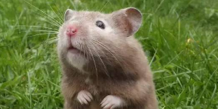 老鼠啃过的东西还能吃,老鼠啃过的东西还能吃吗?图3