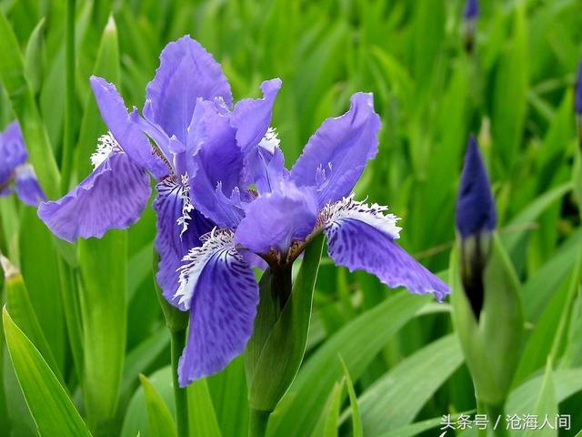 卡洛儿英雄传说(一尘不染之卡洛儿)(14)