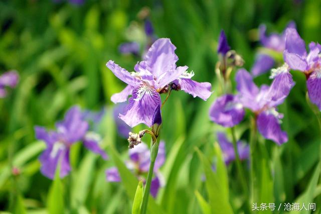 卡洛儿英雄传说(一尘不染之卡洛儿)(10)