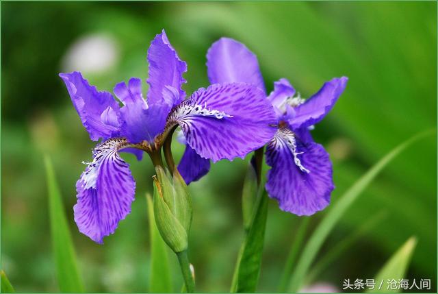 卡洛儿英雄传说(一尘不染之卡洛儿)(17)
