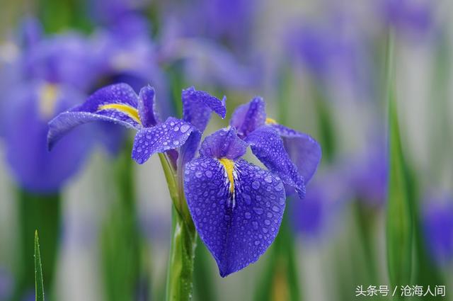 卡洛儿英雄传说(一尘不染之卡洛儿)(5)