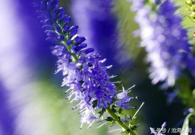 卡洛儿英雄传说(一尘不染之卡洛儿)(2)