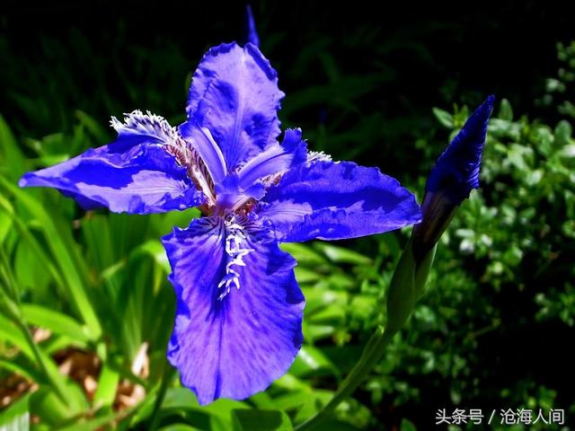 卡洛儿英雄传说(一尘不染之卡洛儿)(15)