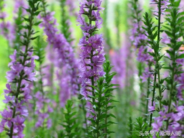 卡洛儿英雄传说(一尘不染之卡洛儿)(4)