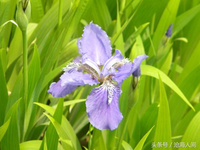 卡洛儿英雄传说(一尘不染之卡洛儿)(8)