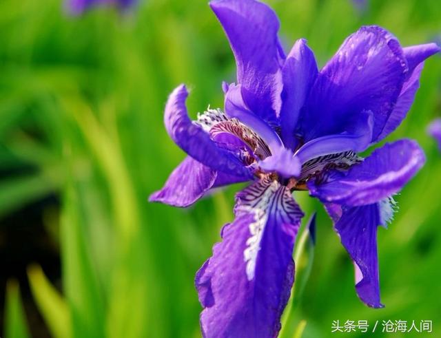 卡洛儿英雄传说(一尘不染之卡洛儿)(16)