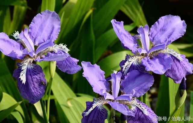 卡洛儿英雄传说(一尘不染之卡洛儿)(18)