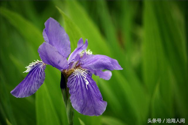 卡洛儿英雄传说(一尘不染之卡洛儿)(13)