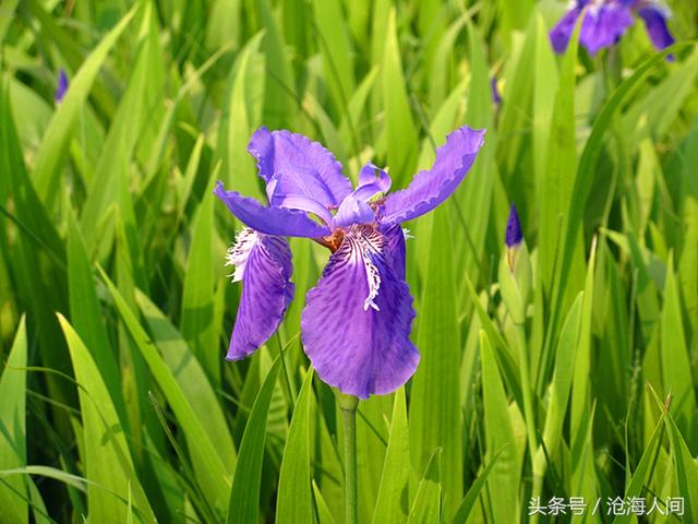 卡洛儿英雄传说(一尘不染之卡洛儿)(11)