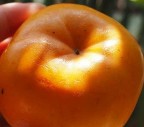 柿子怎么泡更甜更脆呢,如何懒柿子是脆的图9