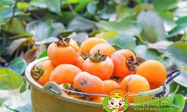 如何懒柿子是脆的