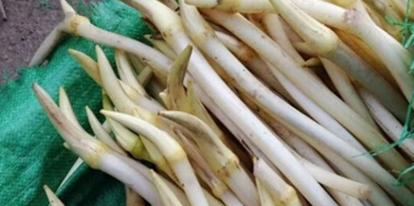 自己在家怎么泡藕带,泡藕带的做法大全图11