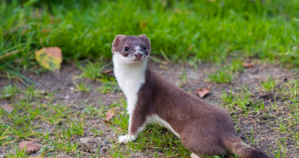 黄鼠狼喜欢吃什么食物,黄鼠狼吃什么图1