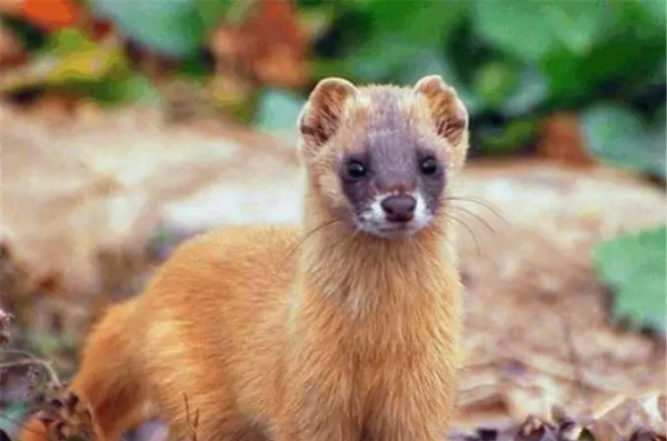 黄鼠狼喜欢吃什么食物,黄鼠狼吃什么图3