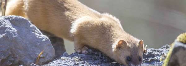 黄鼠狼喜欢吃什么食物,黄鼠狼吃什么图5